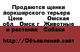  Продаются щенки йоркширского терьера › Цена ­ 13 000 - Омская обл., Омск г. Животные и растения » Собаки   